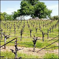 GoldCountry10-094a-ShenandoahRdWineries-web.jpg