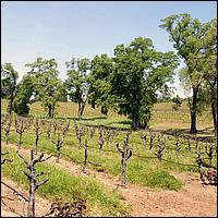 GoldCountry10-097a-ShenandoahRdWineries-web.jpg