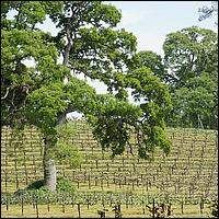 GoldCountry10-127-ShenandoahRdWineries-web.jpg