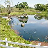 GoldCountry10-135-ShenandoahRdWineries-web.jpg