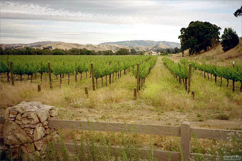 Livermore-grapes-01b.jpg