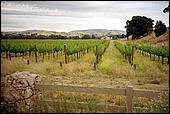 Livermore-grapes-01b.jpg