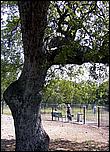 AlmadenDogPark06-011b.jpg