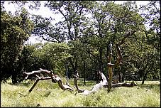 AlmadenDogPark06-022b.jpg