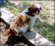 AlmadenDogPark06-059c2.jpg