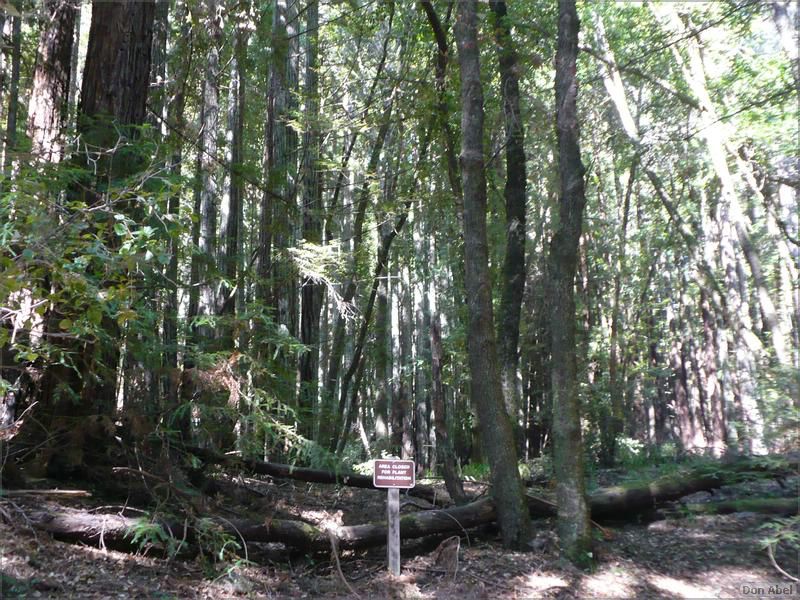HenryCowell_hike08-044b.jpg - for personal use
