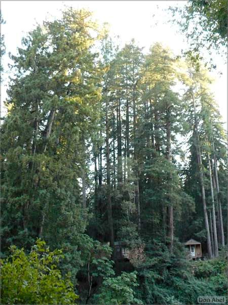 HenryCowell_hike08-127c.jpg - for personal use