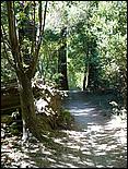 HenryCowell_hike08-002b.jpg