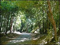 HenryCowell_hike08-004b.jpg