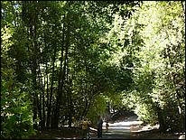 HenryCowell_hike08-005b.jpg