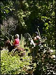 HenryCowell_hike08-010b.jpg