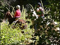 HenryCowell_hike08-010d.jpg