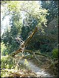 HenryCowell_hike08-011b.jpg