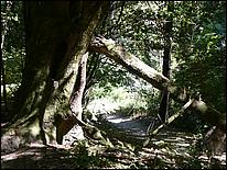 HenryCowell_hike08-015b.jpg