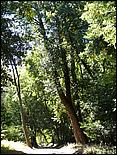 HenryCowell_hike08-020b.jpg