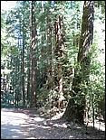 HenryCowell_hike08-022b.jpg