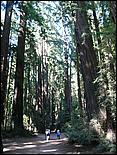 HenryCowell_hike08-023b.jpg