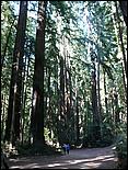 HenryCowell_hike08-024b.jpg