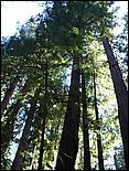 HenryCowell_hike08-025b.jpg