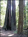 HenryCowell_hike08-026b.jpg