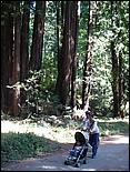 HenryCowell_hike08-027b.jpg