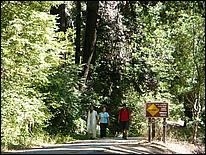 HenryCowell_hike08-033b.jpg