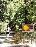 HenryCowell_hike08-034b.jpg