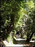 HenryCowell_hike08-036b.jpg