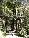 HenryCowell_hike08-037c.jpg