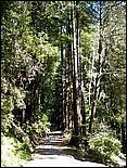 HenryCowell_hike08-038c.jpg