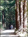 HenryCowell_hike08-039c.jpg