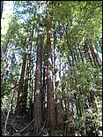 HenryCowell_hike08-040b.jpg