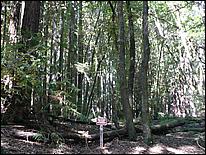 HenryCowell_hike08-044b.jpg