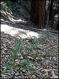 HenryCowell_hike08-047c.jpg