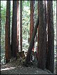 HenryCowell_hike08-048c.jpg