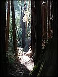 HenryCowell_hike08-050b.jpg