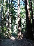 HenryCowell_hike08-051b.jpg