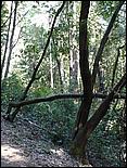 HenryCowell_hike08-052b.jpg