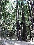 HenryCowell_hike08-053b.jpg