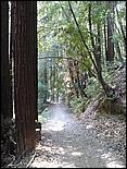 HenryCowell_hike08-054b.jpg