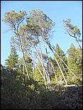 HenryCowell_hike08-120c.jpg