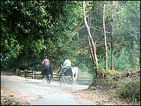 HenryCowell_hike08-126c.jpg