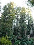 HenryCowell_hike08-127c.jpg