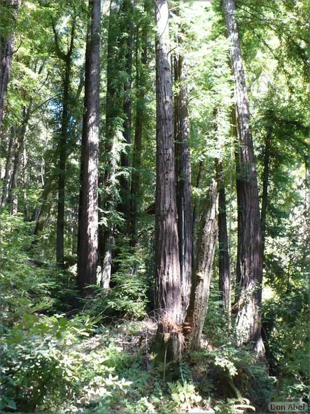 HenryCowell_hike08-035b.jpg - for personal use