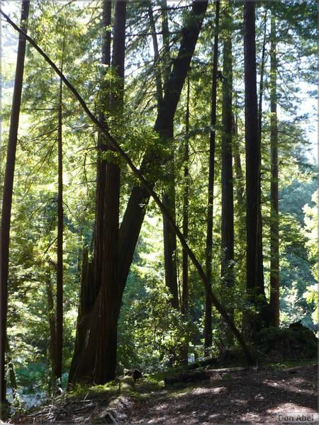HenryCowell_hike08-041b.jpg - for personal use