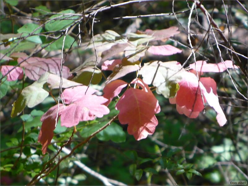 HenryCowell_hike08-043b.jpg - for personal use