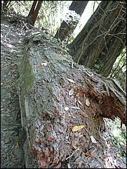 HenryCowell_hike08-003b.jpg