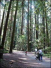 HenryCowell_hike08-028b.jpg