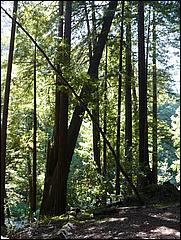 HenryCowell_hike08-041b.jpg