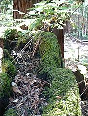 HenryCowell_hike08-045b.jpg